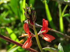 Indigofera claassensii