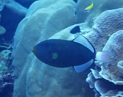 Melichthys vidua