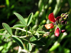 Indigofera claassensii