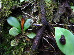 Ranitomeya variabilis