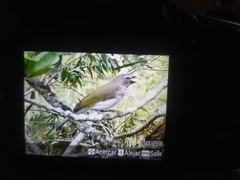 Saltator striatipectus