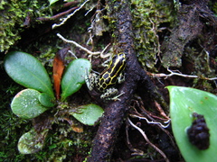 Ranitomeya variabilis