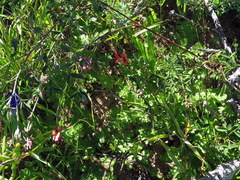Indigofera claassensii
