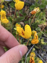 Calceolaria polyrhiza