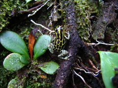 Ranitomeya variabilis