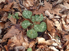 Pachysandra procumbens