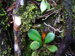 Ranitomeya variabilis