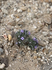 Langloisia setosissima setosissima