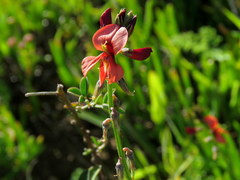 Indigofera claassensii