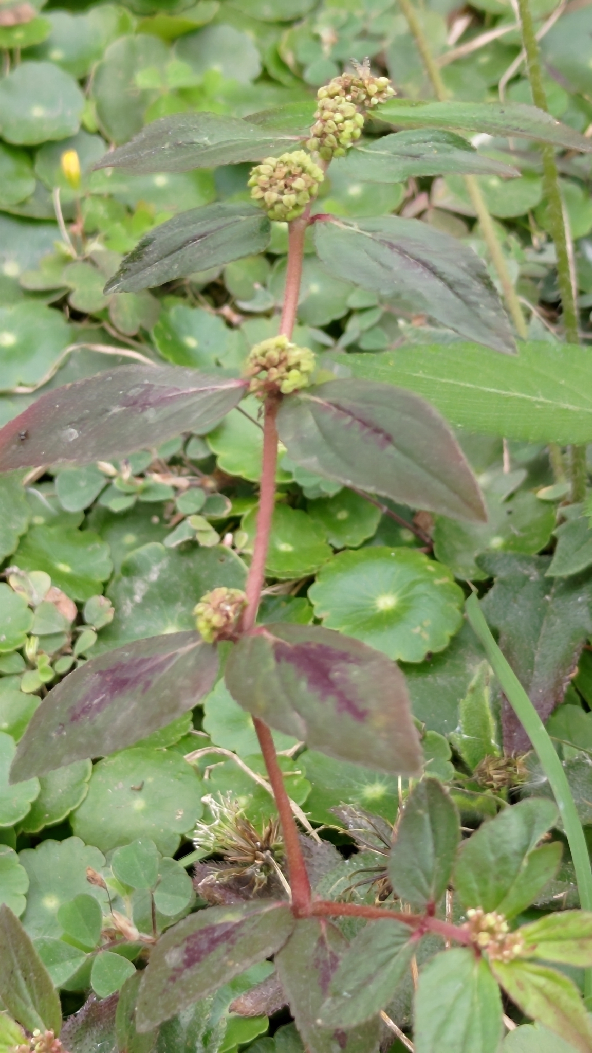 Euphorbia Hirta L