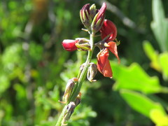 Indigofera claassensii