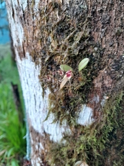 Masdevallia nidifica