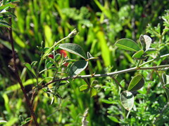Indigofera claassensii