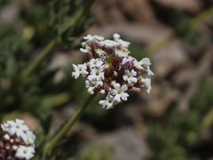 Junellia origenes
