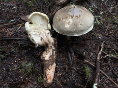 Tricholoma saponaceum