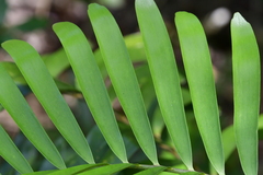 Zamia erosa