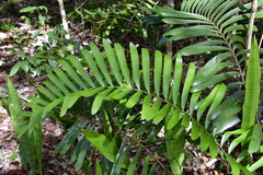 Zamia erosa
