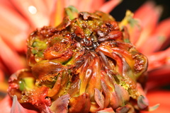 Aceria aloinis