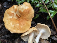 Hydnum oregonense