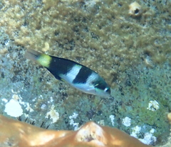 Thalassoma nigrofasciatum