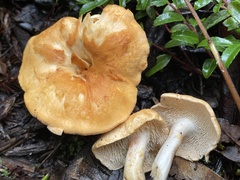 Hydnum oregonense