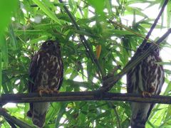 Ninox japonica