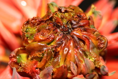 Aceria aloinis