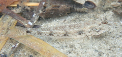Favonigobius exquisitus