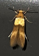 Stathmopoda callichrysa