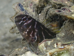 Omobranchus anolius