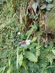 Thalictrum urbainii
