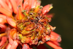 Aceria aloinis