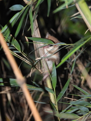 Dromiciops bozinovici