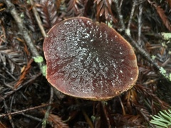 Xerocomellus atropurpureus