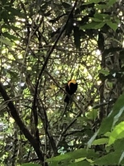 Sericulus chrysocephalus