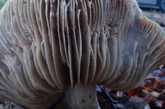 Entoloma ferruginans