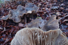 Entoloma ferruginans