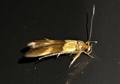 Stathmopoda callichrysa