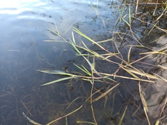 Paspalum distichum