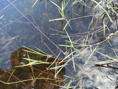 Paspalum distichum