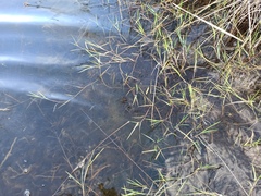 Paspalum distichum