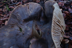 Entoloma ferruginans