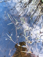Paspalum distichum