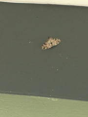 Dysallacta negatalis