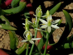 Ornithogalum hispidum
