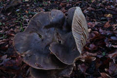Entoloma ferruginans