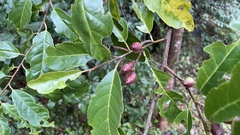 Prunus zippeliana