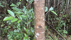 Prunus zippeliana