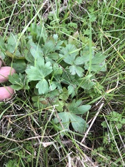 Delphinium carolinianum