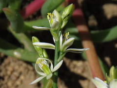 Ornithogalum hispidum